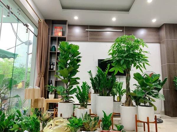 Nằm mơ thấy cây cảnh đánh con gì có ý nghĩa gì may mắn