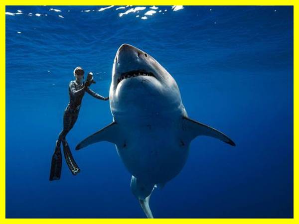 Nằm mơ thấy cá mập đánh con gì? Cặp số nào may mắn nhất