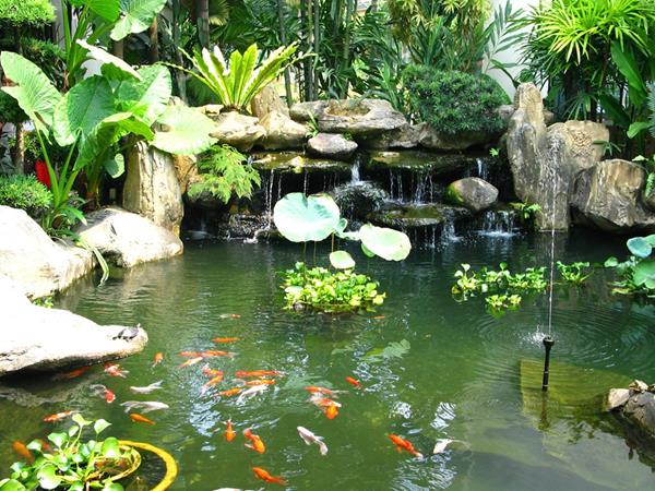 Nằm mơ thấy ao cá đánh con gì có ý nghĩa gì may mắn