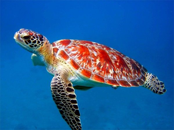 Con rùa số mấy? Ý nghĩa giấc mơ thấy rùa mang điềm tốt hay xấu?