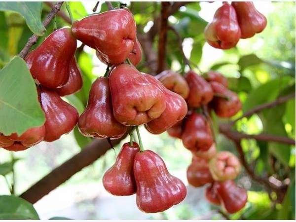 Nằm mơ thấy quả roi đánh con gì may mắn có ý nghĩa gì