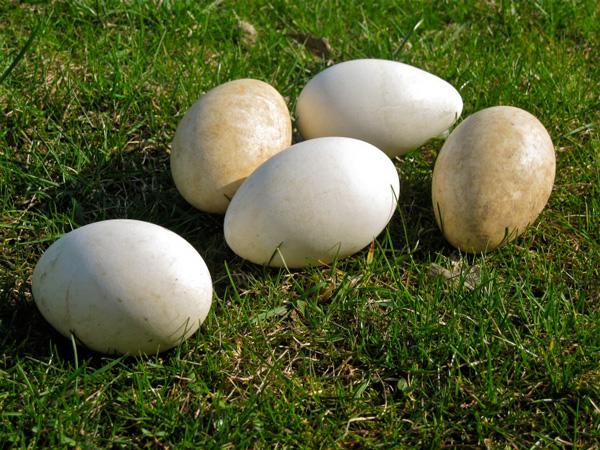 Nằm mơ thấy trứng ngỗng