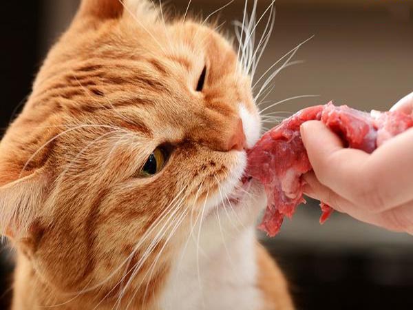 Nằm mơ thấy ăn thịt mèo đánh con gì số mấy