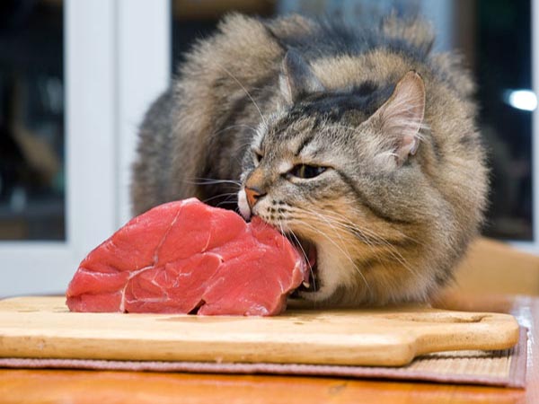 Ngủ mơ thấy ăn thịt mèo là điềm báo gì