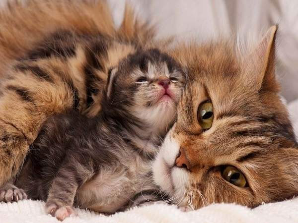 Nằm mơ thấy mèo đẻ có bí ẩn gì không