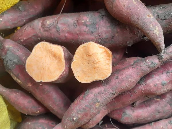 Nằm mơ thấy củ khoai lang đánh con gì có ý nghĩa gì thú vị
