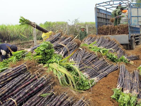 Nằm mơ thấy cây mía đánh con gì may mắn có điềm báo gì