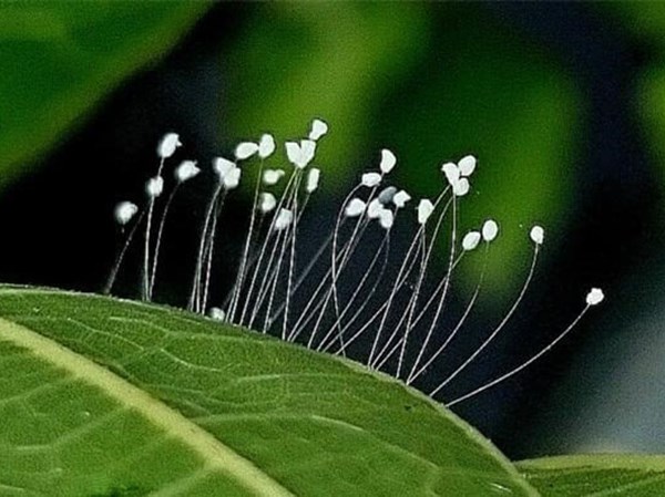 Mơ thấy hoa ưu đàm đánh số mấy lộc lá, có phải cát mộng?