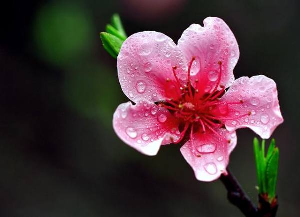 Giải mã ý nghĩa giấc mơ thấy hoa đào