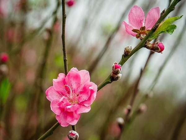 mơ thấy hoa đào