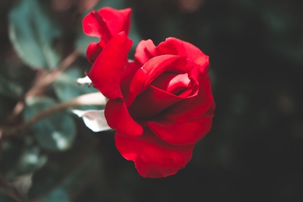 Giải mã ý nghĩa giấc mơ thấy hoa hồng