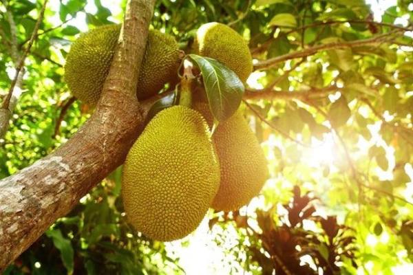 Giải mã bí ẩn giấc mơ thấy quả mít