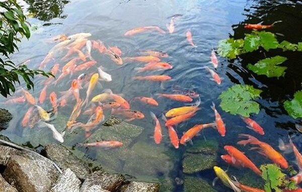 Giải mã ý nghĩa giấc mơ thấy ao cá