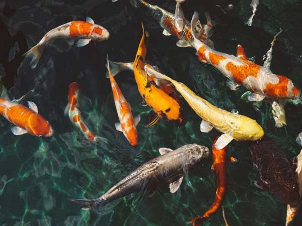 Nằm mơ thấy cá Koi đánh con gì?