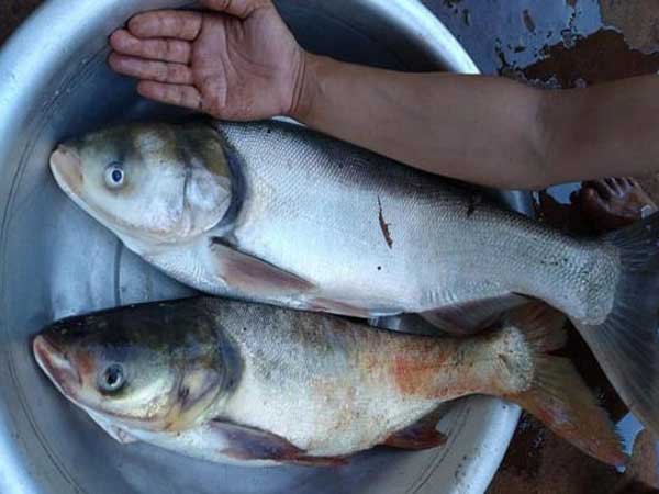 Nằm mơ thấy cá mè đánh con gì?