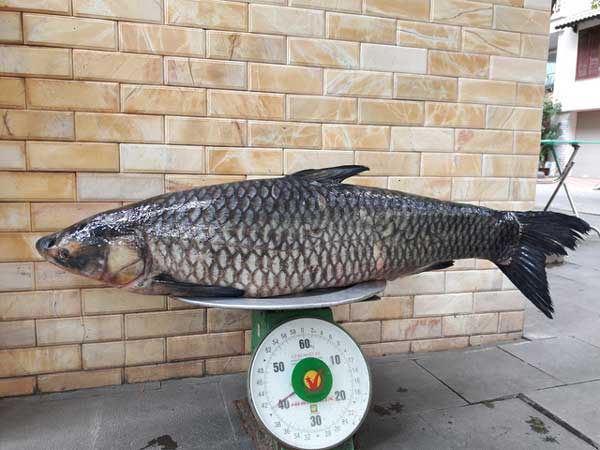 Nằm mơ thấy cá trắm đen đánh con gì?