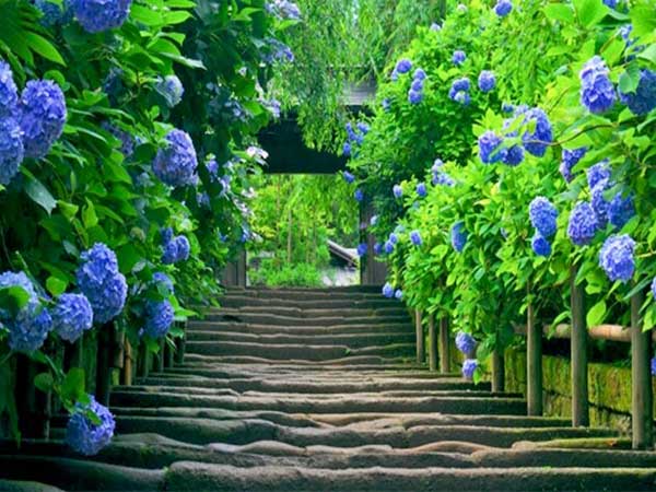 Nằm mơ thấy hoa cẩm tú cầu đánh con gì?