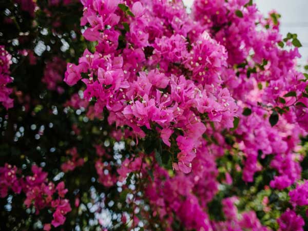 Nằm mơ thấy hoa giấy đánh con gì?