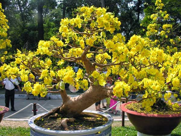 Mơ thấy hoa mai là điềm báo lành hay dữ?
