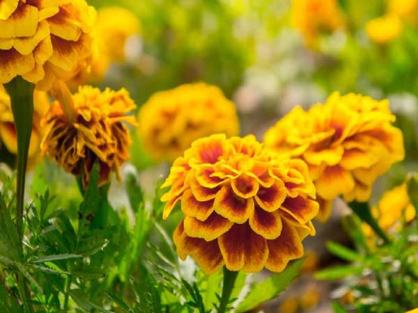 Nằm mơ thấy hoa vạn thọ đánh con gì?