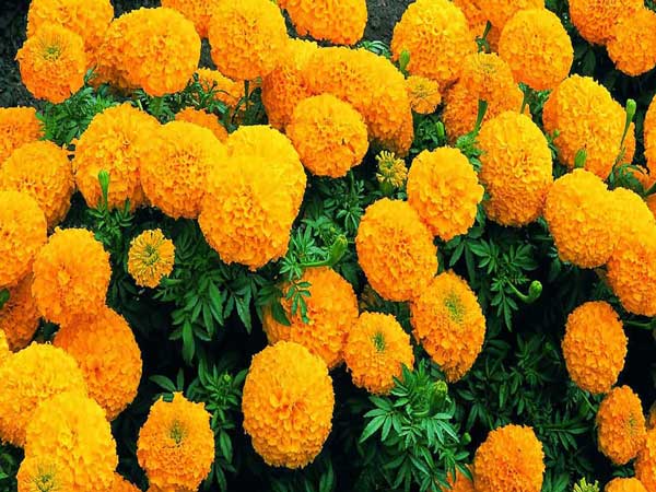 Giải mã ý nghĩa giấc mơ thấy hoa vạn thọ