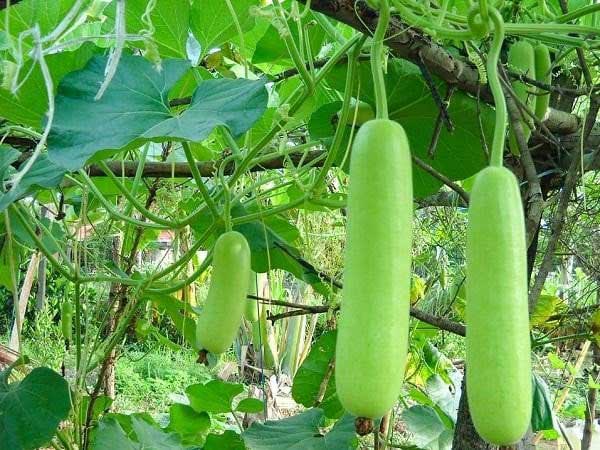 Nằm mơ thấy quả bầu đánh con gì trúng lớn?