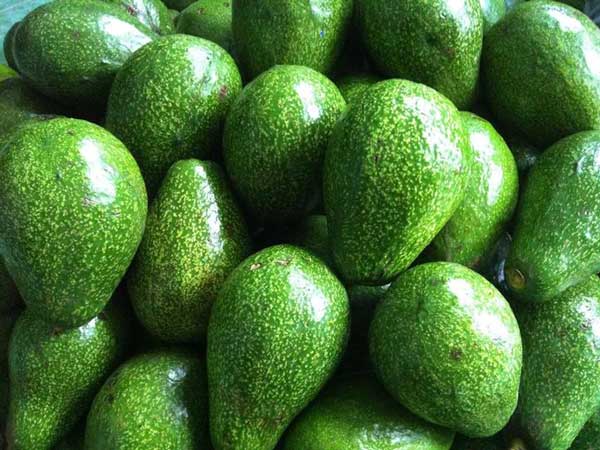 Mơ thấy quả bơ đánh con gì trúng lớn?