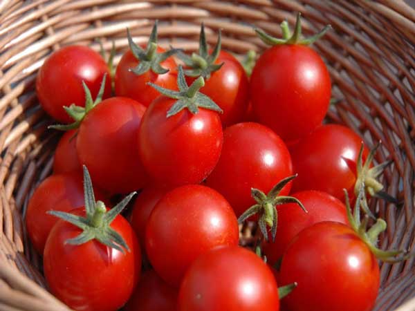 Nằm mơ thấy quả cà chua đánh con gì?