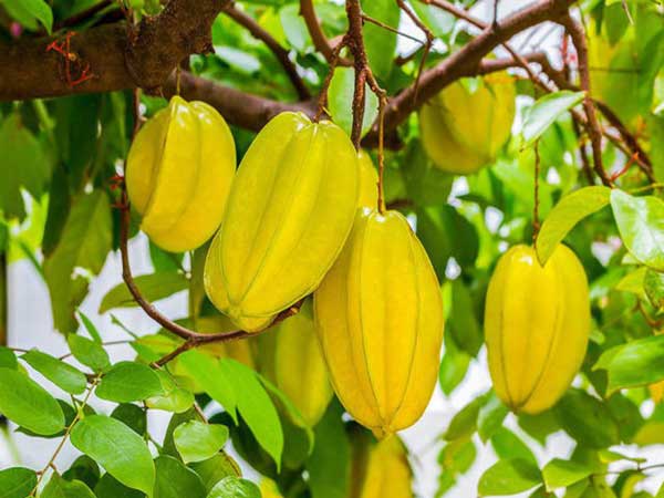 Giải mã giấc mơ thấy quả khế chi tiết?