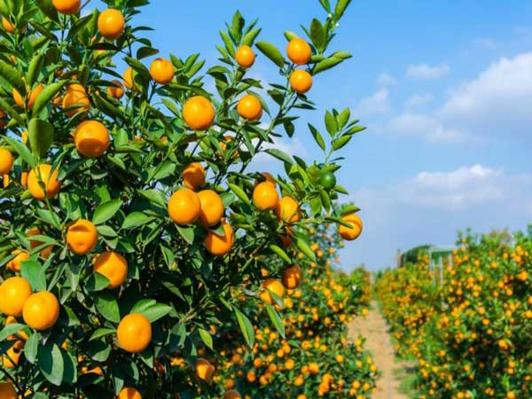 Nằm mơ thấy quả quất đánh con gì?