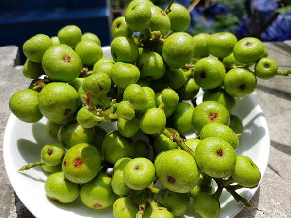 Nằm mơ thấy quả sung là điềm báo lành hay dữ?