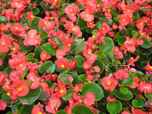 Nhìn thấy hoa hải đường có thông điệp gì, chọn số mấy?