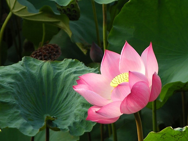 Phân giải ý nghĩa điềm báo nhìn thấy hoa sen là điềm gì đen hay đỏ?
