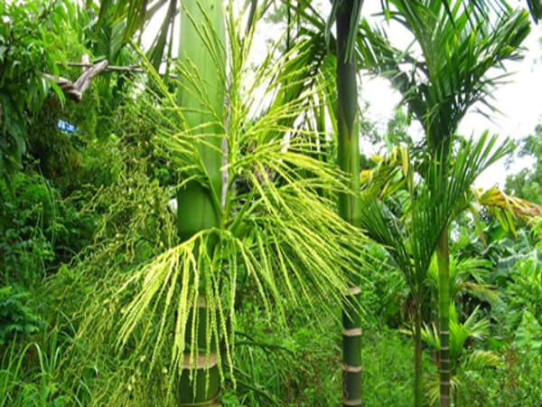 Trường hợp thấy hoa cau ý nghĩa gì