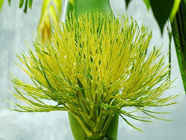 nhìn thấy hoa cau