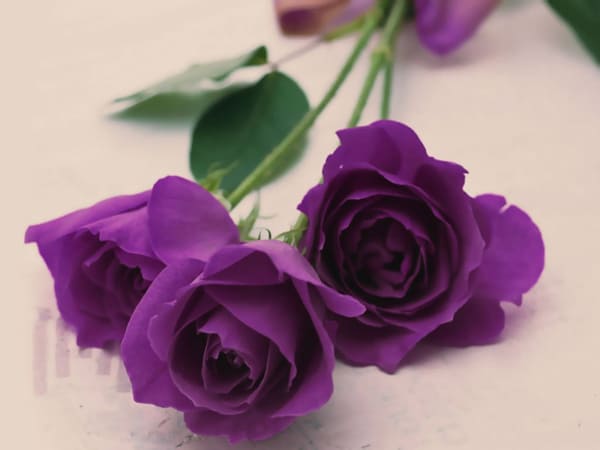 Nhìn thấy hoa hồng tím số mấy