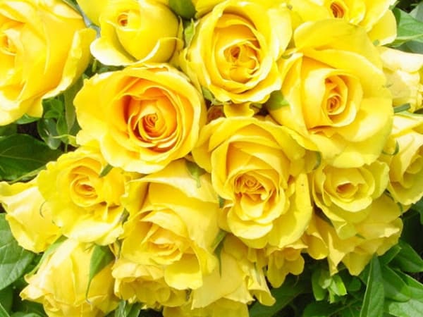 Trường hợp nhìn thấy hoa hồng vàng nở rộ