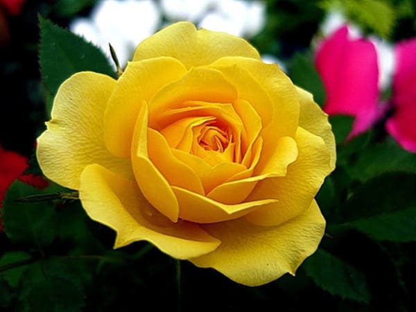 Nhìn thấy hoa hồng vàng số mấy