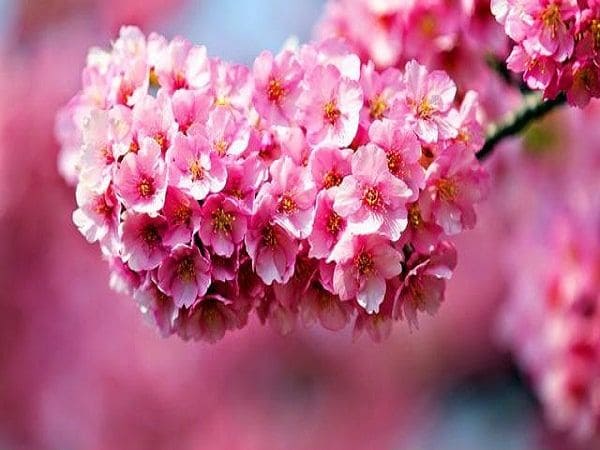 Trường hợp nhìn thấy mình đang ngắm hoa anh đào
