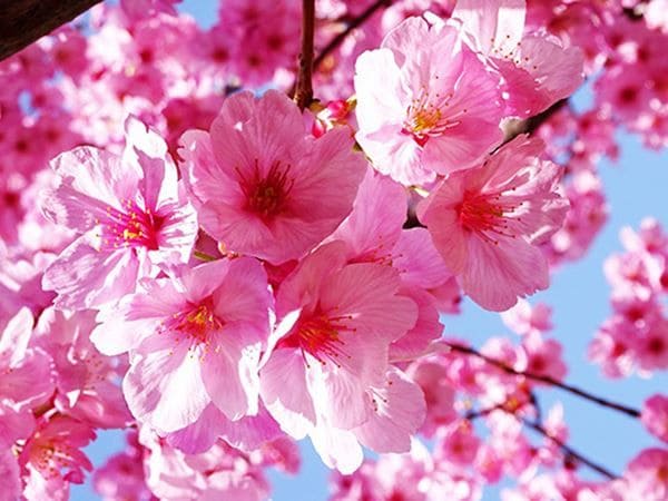 Thấy hoa anh đào số mấy