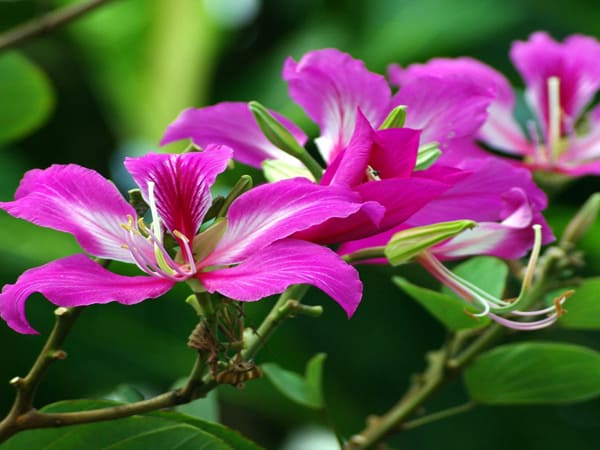 Thấy hoa ban có ý nghĩa gì