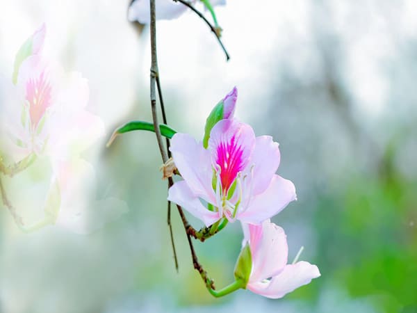 thấy hoa ban con số may mắn là gì