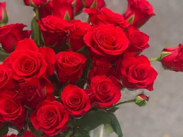 Nhìn thấy hoa hồng đỏ số mấy