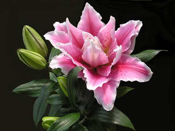 thay-hoa-ly-so-may-1