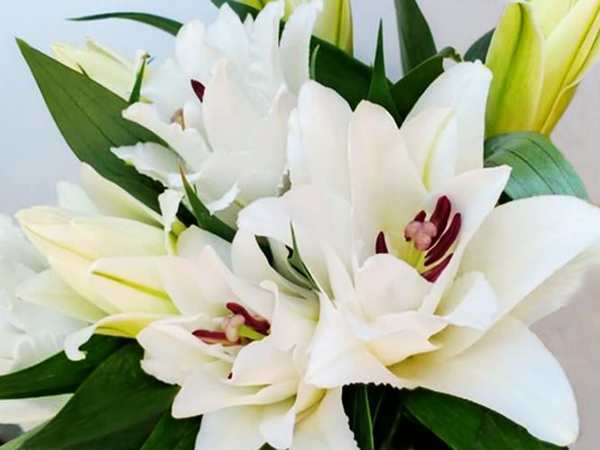 Thấy hoa ly chọn số nào