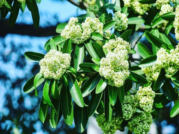 Thấy hoa sữa chọn số nào