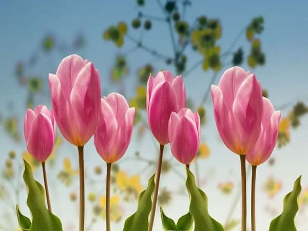 Thấy hao tulip số nào