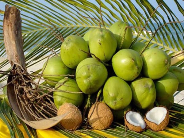 Nhìn thấy quả dừa con số nào tài lộc