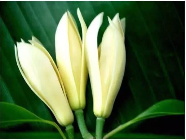 Nếu trông thấy hoa ngọc lan trong giấc mơ