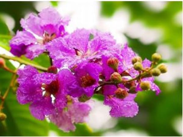 Ý nghĩa của hoa bằng lăng trong cuộc sống